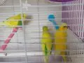 3 adet bı dişi 2 erkek kuş 