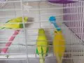 3 adet bı dişi 2 erkek kuş 