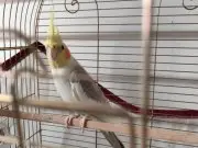 Sağlıklı pırıl pırıl
