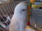 Beyaz Albino 