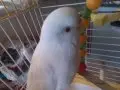 Beyaz Albino 