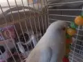 Beyaz Albino 