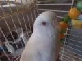 Beyaz Albino 