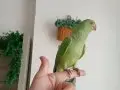 Oyuncul Ele alışık Pakistan papağanı 