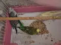 5 yavrulu takım kuş+kafes+yuvalık