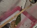 5 yavrulu takım kuş+kafes+yuvalık
