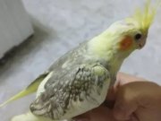 Ele alışık evcil sultan papağanı yavruları 1.5 2 aylık