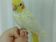3 aylık yavru lutino sultan papağanı ele kola alışık evcil 