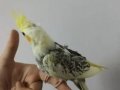 Ele alışık evcil sultan papağanı yavruları 1.5 2 aylık