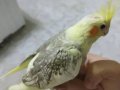Ele alışık evcil sultan papağanı yavruları 1.5 2 aylık