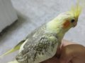 Ele alışık evcil sultan yavrusu 2 aylık evinizin neşesi