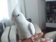 3.5 aylık erkek albino sultan papağanı kafesiyle veriyorum  