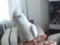 3.5 aylık erkek albino sultan papağanı kafesiyle veriyorum  