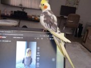 12 aylık sultan papağanı kafesle beraber 