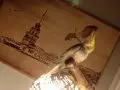 12 aylık sultan papağanı kafesle beraber 