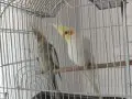 Bir çift sultan papağanı 