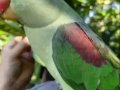DÜNYA HARİKASI EVCİL İSKENDER PAPAĞANI