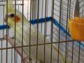 KIRMIZI GÖZLÜ LUTİNO SULTAN PAPAĞANI 