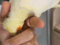 KIRMIZI GÖZLÜ LUTİNO SULTAN PAPAĞANI 