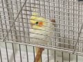 ÇİFT LUTİNO SULTAN PAPAĞANLARI 