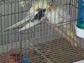 2 TAKIM EŞ SULTAN PAPAĞANLARI 