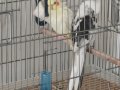 2 TAKIM EŞ SULTAN PAPAĞANLARI 