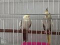 Sultan papagani