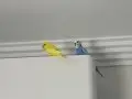 1 Dişi 1 erkek muhabbet kuşu kafesleriyle verilecek