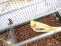 Nadir renk heawy lutino ve çifti grey