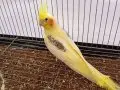 Nadir renk heawy lutino ve çifti grey