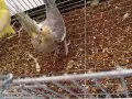 Nadir renk heawy lutino ve çifti grey