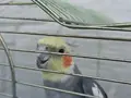 KIRPIK (Ev de Tek Kalmaması için)
