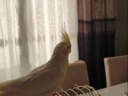 Lutino sultan papağanı ev üretimi,ele alışkın