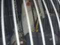 Kafesi ve ayaklığı ile beraber