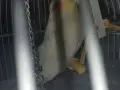 Kafesi ve ayaklığı ile beraber