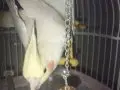 Kafesi ve ayaklığı ile beraber