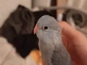 Yavru yeni yeme düşmüş sağlıklı forpus bebek