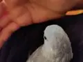 Yavru yeni yeme düşmüş sağlıklı forpus bebek