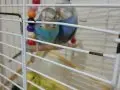 Yavru yetişkin yeme düşen muhabbet kuş