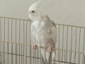 Kuş kafesiyle birlikte satılıktır.