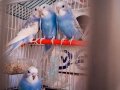 Muhabbet kuşu 3 haftalık evimde büyütüm misafir olun gelin