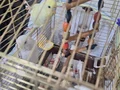 İstanbul, Avrupa, yakası, kus,kuş, yavru, çift, muhabbet
