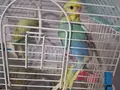 İstanbul, Avrupa, yakası, kus,kuş, yavru, çift, muhabbet