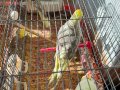 Evcil Eğitimli kendi üretimimiz 2 kelime güzel kuş cici kuş 