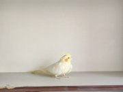 Tertemiz dişi albino 