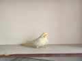 Tertemiz dişi albino 