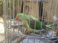 Pakistan papağanı