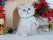 admin test ilanı
