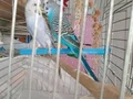 Maviş muhabbet kuşları