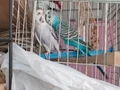 Maviş muhabbet kuşları